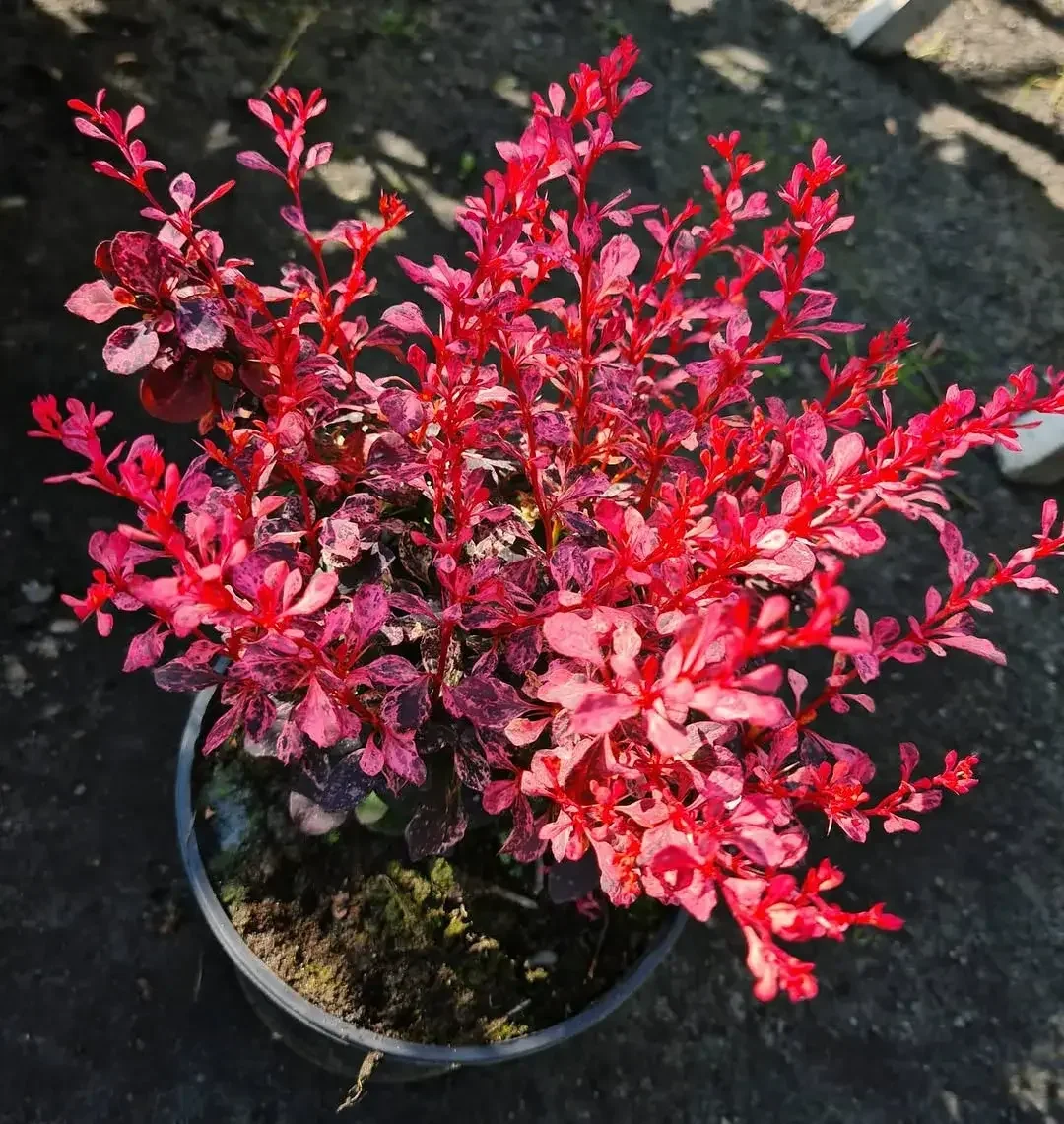 Plantas ornamentales