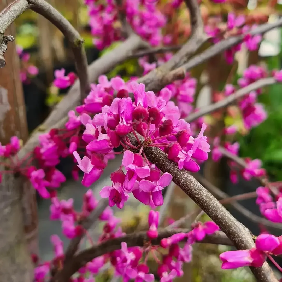 Rododendro en flor