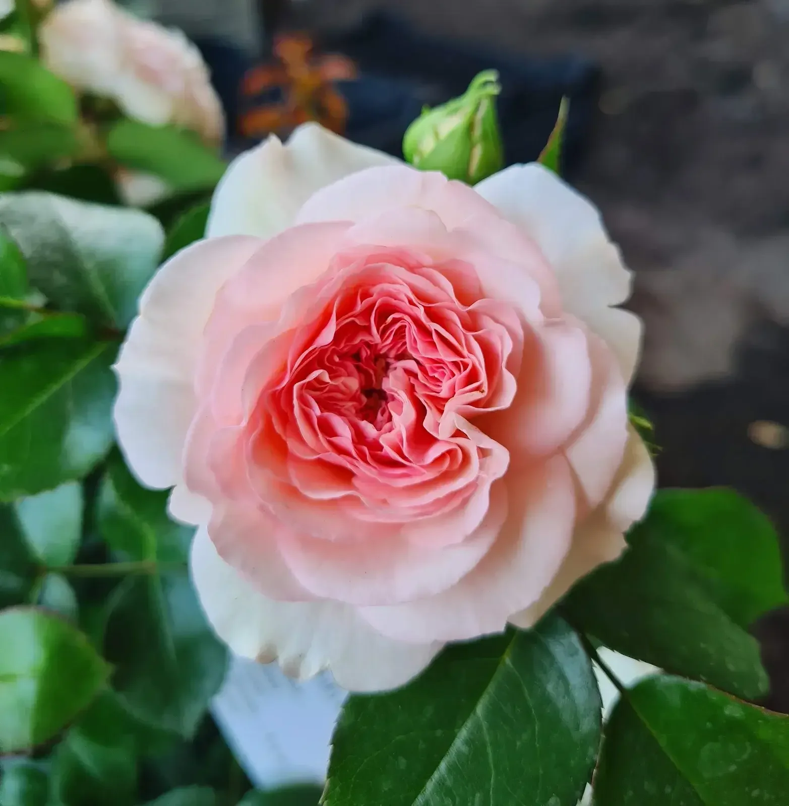 Rosas