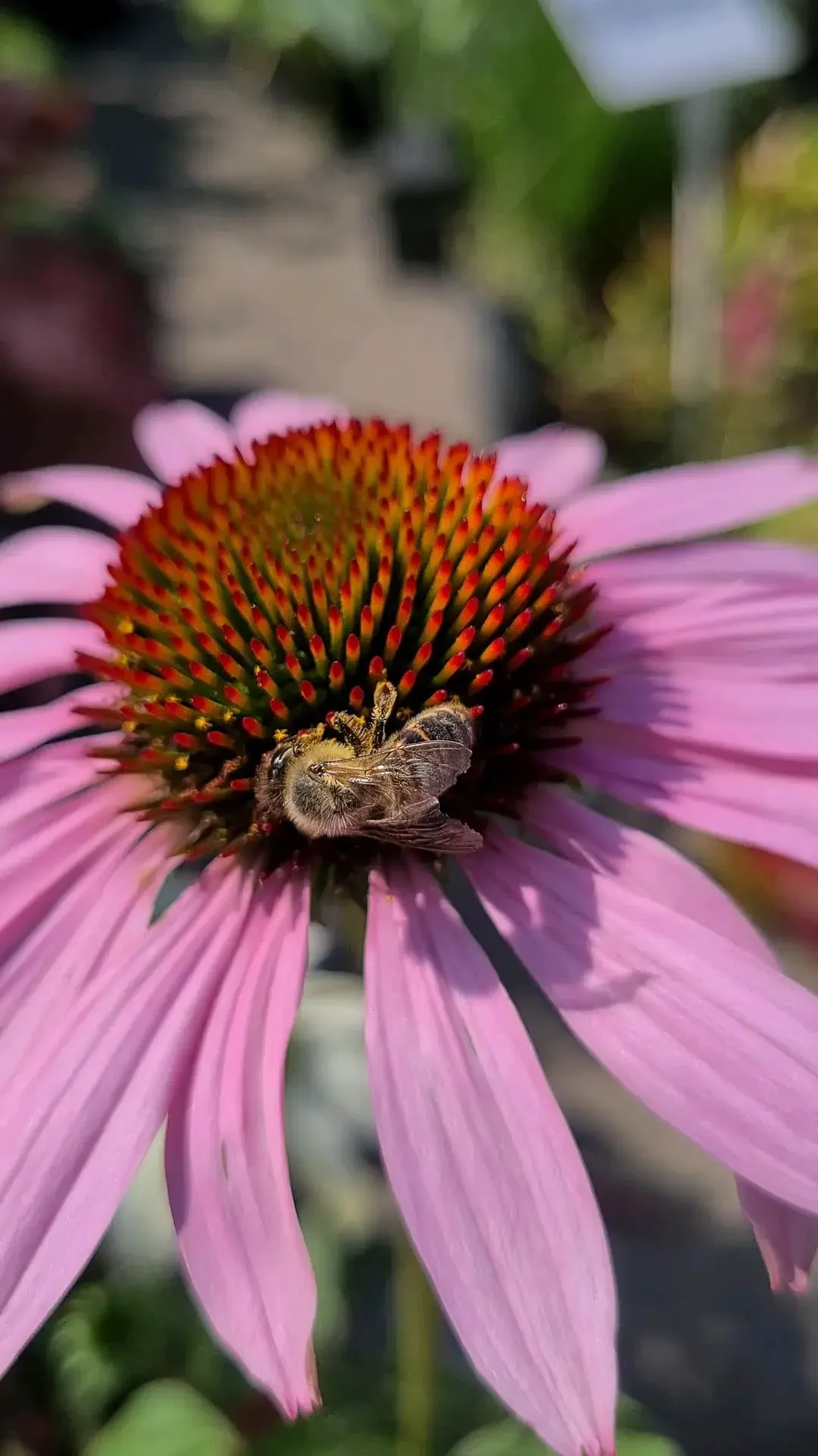 Equinácea con abeja