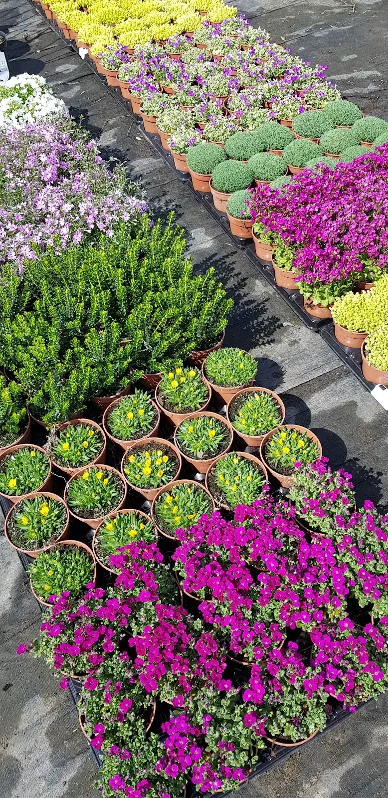 Flores en macetas en nuestra plantación