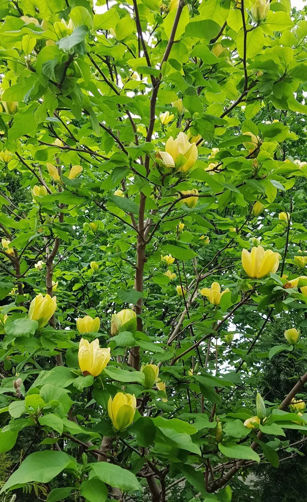 Árboles frutales