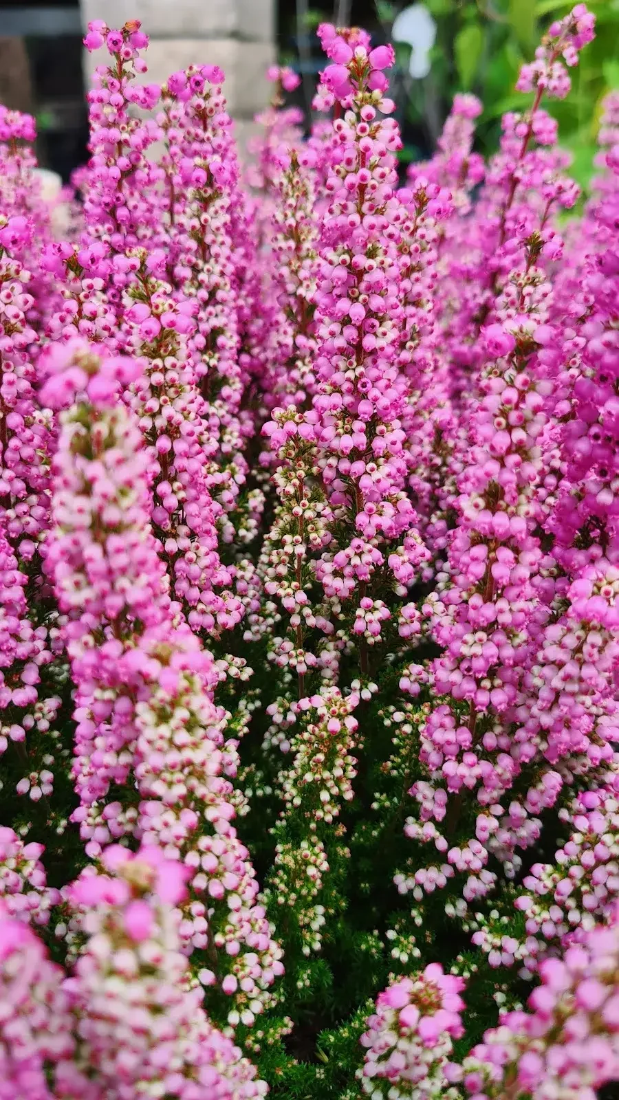 Flox rosa