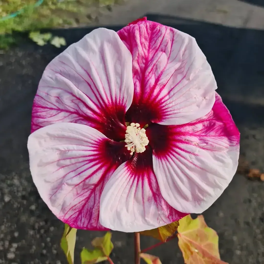 Flores púrpuras en maceta