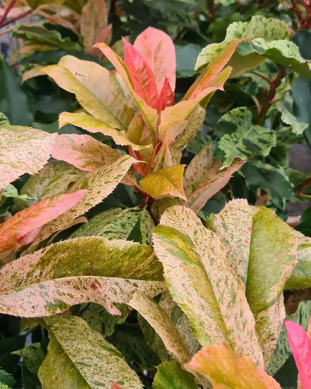 Hoja ornamental de colores