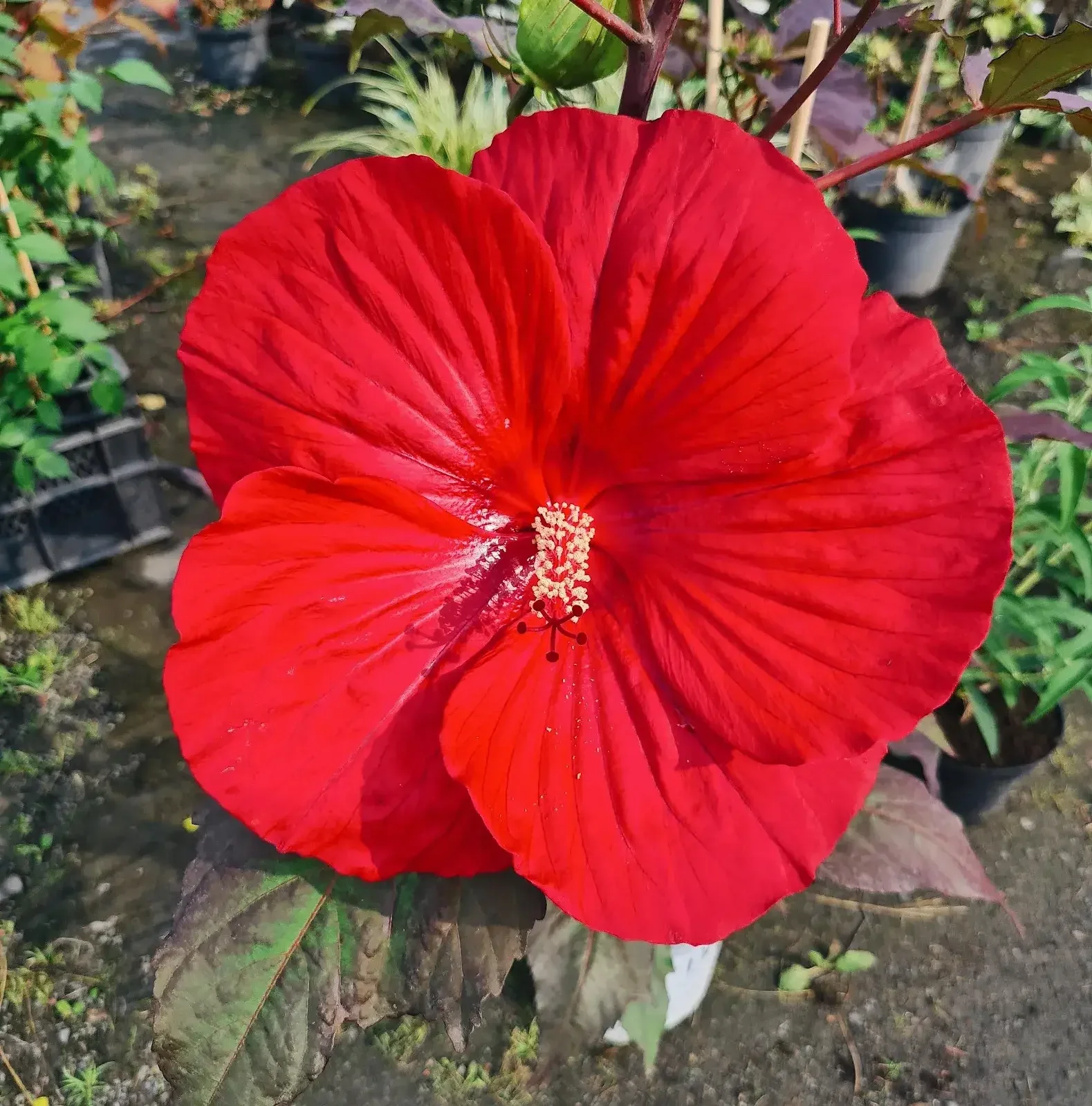 Hibisco rojo