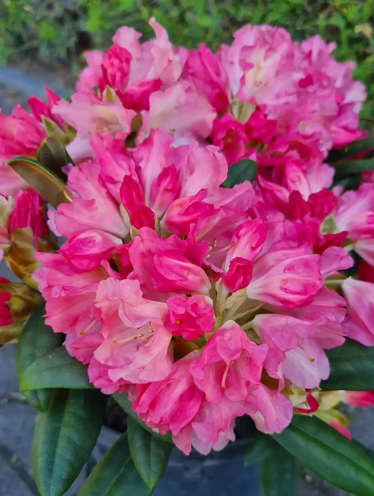 Petunias rosas