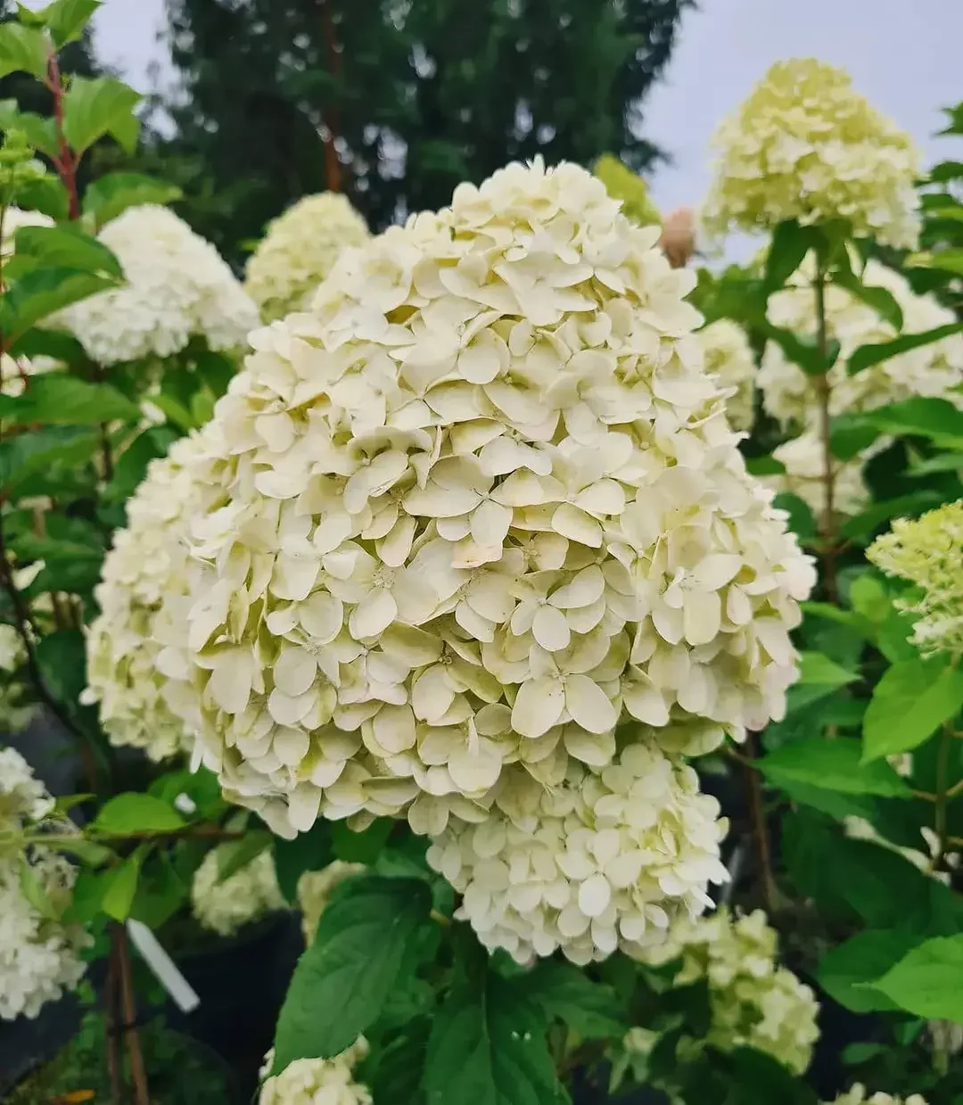 Hortensias color crema